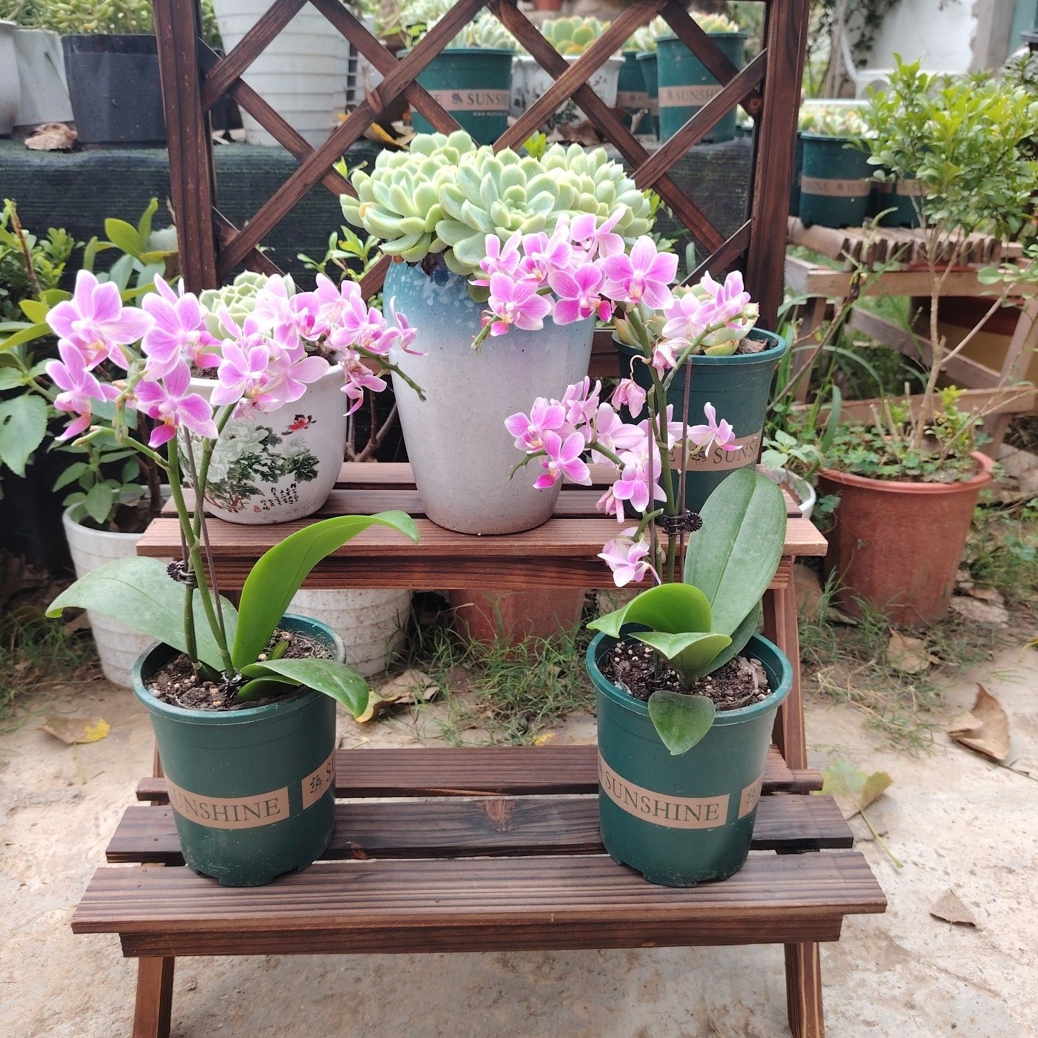 2단 사다리 꽃꽂이 브라운