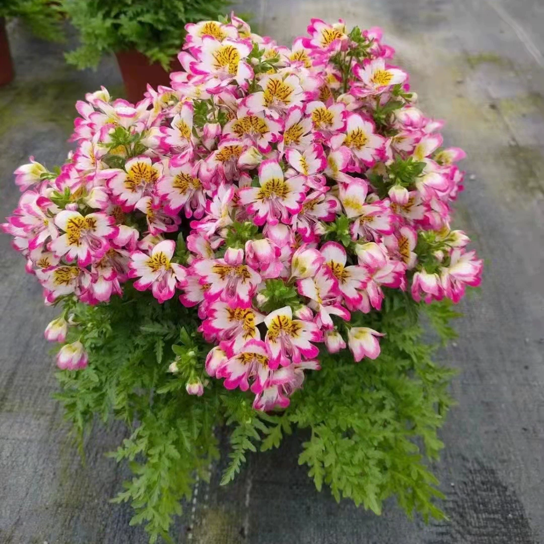 Цветок бабочки Горшечное растение Многолетние комнатные и уличные Цветочные растения для просмотра цветов Разговор об озеленении сада Горшечный цветок Срезанный цветок Ранней весной Просмотр