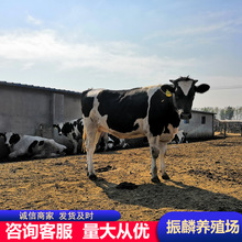 荷斯坦奶牛哪里有卖奶牛的农村养殖肉牛鲁西黄牛价格