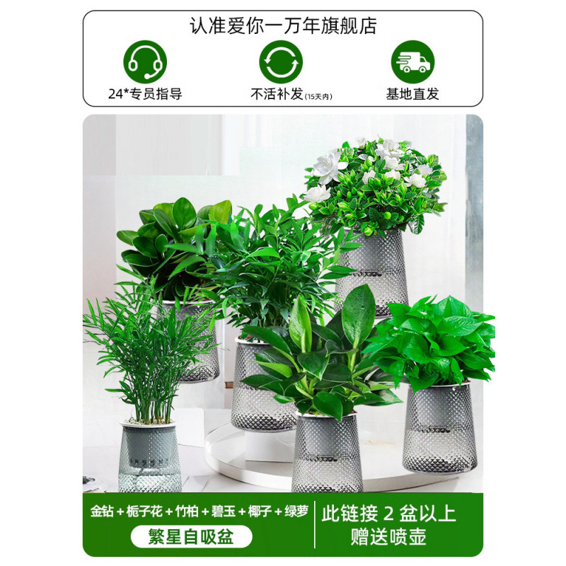 골드 다이아몬드 + 치자나무 + 대나무와 편백나무 + 재스퍼 + 코코넛 + 포토스(별화분 6개) + 무료 물뿌리개