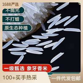 象牙香米晚稻长粒新米10斤20斤煲仔饭猫牙米稻香米