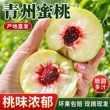 正宗青州蜜桃山东水蜜桃新鲜时令水果软硬整箱小脆桃甜桃当季现摘