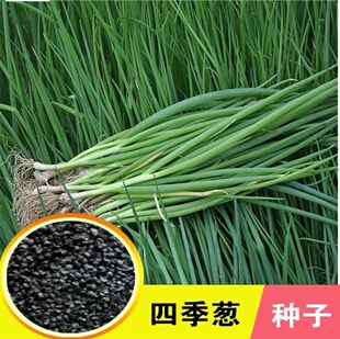 Chives Seeds Are Easy to Grow in All Seasons, Suitable for Balcony and Indoor Potted Planting, Ideal for Home Gardening