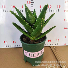 ��ҹ���J�C����ֲ������ͥԺ�^�p�Gֲ�k����������С���Ի������l