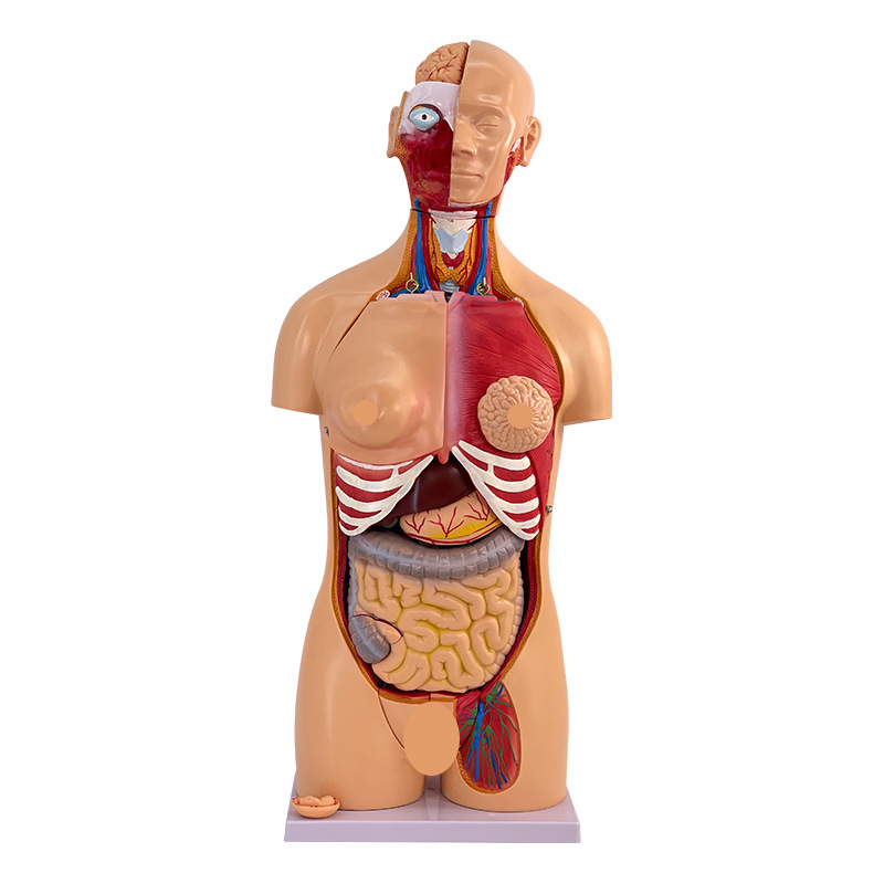 85CM��������ģ�Ϳɲ��Ϊ40��  �����������ٽṹ��֯����ģ��