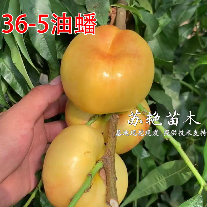 36-5油蟠桃 早熟黄肉早熟蟠桃树新品种 嫁接蟠桃树苗南方北方种植