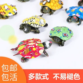 仓鼠窝、笼;观赏鱼饲料;观赏鱼