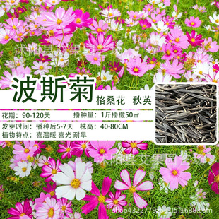 Engineering Garden Outdoor Four-Season Sowing Easy-To-Live Florals Gesang Flower Seeds Mixed Color Dwarf Cosmos Seeds Wholesale
