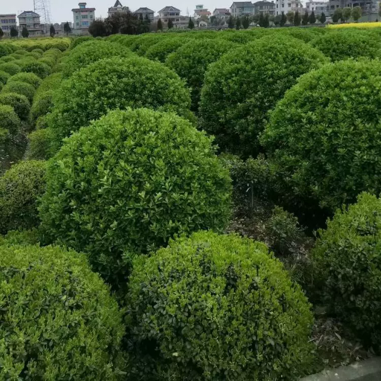 Высококачественные ландшафтные саженцы, саженцы Ilex, саженцы Ilex с круглыми листьями, инженерное зеленение, полная спецификация