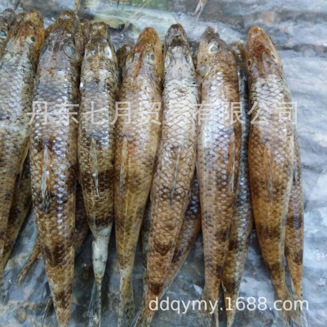 东北淡水鱼小白鱼沙里菇鱼秋生鱼泥鳅鱼柳根鱼黄颡鱼银鱼野