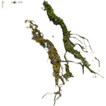 �������c��֦���������֦���ٿݘ�֦̦�\��̦�쾰ɭ����л�ˇ