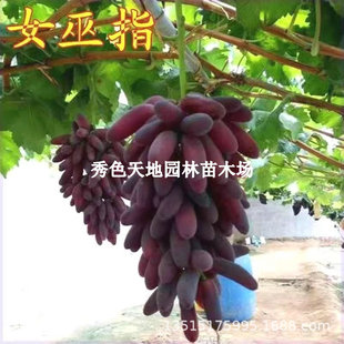 ���ј���޽���֮��������o��С�������ј�����Ů��ָ�ᭇָ����