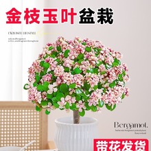 ֦~ͶŘ֮Ϙ҃С辰ֲ