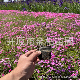 Northeast Zhizakura Engineering Seedlings, Shrubbed Phlox Ground Cover, Flower Sea Plants, Perennial Florals, Zhizakura Saplings