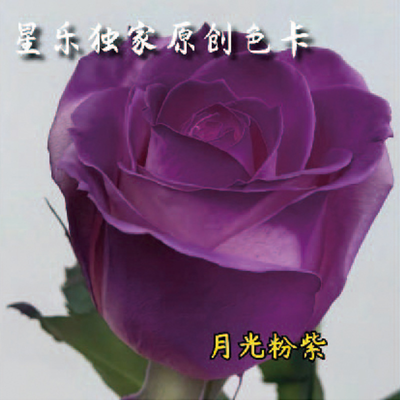 450ml agente de color de aerosol de flores al por mayor pintura en aerosol de secado rápido agente de teñido de rosas de color aerosol de color perlado floristería