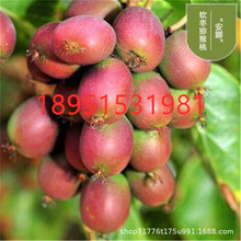 软枣猕猴桃苗果树果苗盆栽当年结果软枣子猕猴桃树果苗南北方种植
