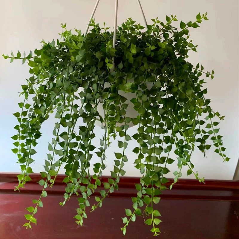 Fozhuxin bracketplant растение цветок в горшке гостиная Бонсай Комнатные цветы вечнозеленые круглый год хорошее растение пояс в горшке хорошо