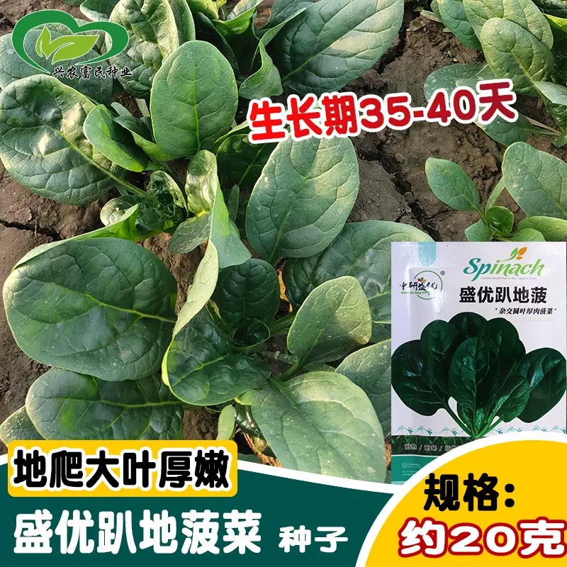 研优趴地菠菜种子 菜园农家大叶40天土菠菜种籽 高抗越冬菠菜种籽