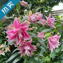 �ذ���ˮ�ٺϻ��N���ļ����B��绨��ֲ���̨�����M�ڰٺ����