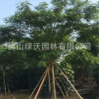 广东中山直销15-16公分全冠凤凰木规格齐全 数量充足 基地直销