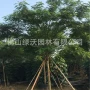 广东中山基地齐全凤凰木