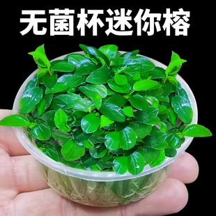 Sterile Cup Mini Banyan Water Plant Mini Small Banyan Taiwan Mini Banyan Small Leaf Banyan Fish Tank Landscaping Negative Easy-To-Grow Banyan Tree