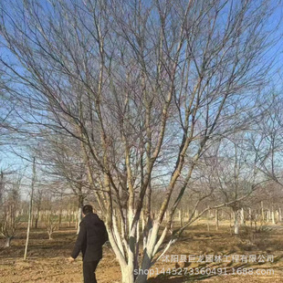 Transplanted Deciduous Trees, Clumped朴树, Landscape Trees, Garden Greening Nursery,朴树 15- 18-20cm