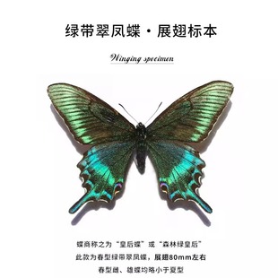 ✅ Green-Banded Swallowtail Butterfly Summer Type Natural Real Butterfly Specimen Decorative Painting Hanging Painting as a Birthday Gift for Girlfriend and Best Friend