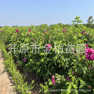 �|���ͺ��༾��õ�ļ�õ�����Ա��罨��С��õ�廨���̻�����ľ