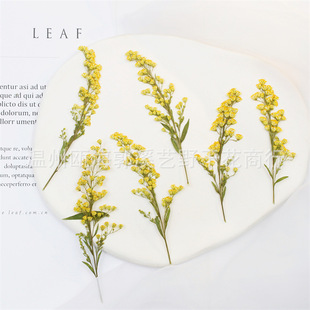 Oriole Dried Flower Embossed Drop Glue Coaster Fire Paint Invitation Plant Photo Frame Handmade diy Material Dried Flower