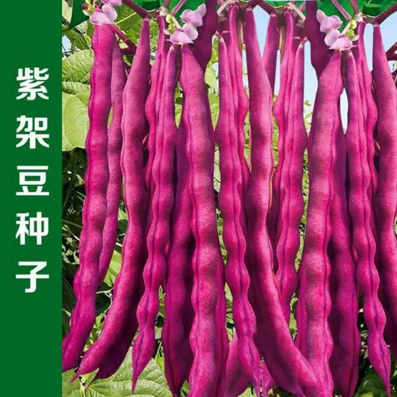 Семена фиолетово-красной фасоли, фиолетово-красная фасоль, семена четырехсезонных овощей, хорошее качество, высокая урожайность и устойчивость к болезням в поле.