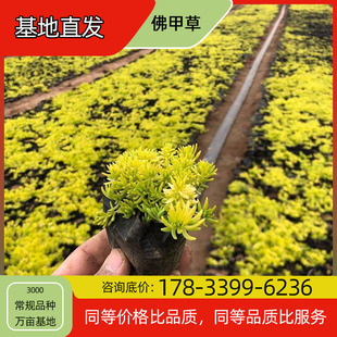 Buddha Grass Flower Seedling Potted Base Planting for Four-Season Flowering Courtyard Planting Green Plant Project Greening Seedlings Easy to Breed