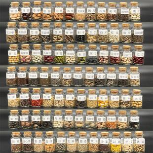 84 kinds of transparent glass bottled seed wall decorative plant seed specimens can be collected learning display observation