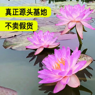 ��ˮ�^�p˯ɏ��������ˮ��ֲ��ˮɏ�����K�ɻ�˯ɏ�������ļ�ͥԺ