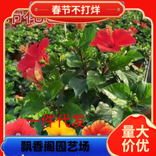һ�����l�ļ������M�ڷ�ɣ����������̨��̨�Gֲ�҃�ֲ���t��