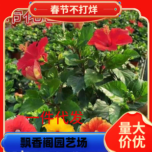 һ�����l�ļ������M�ڷ�ɣ����������̨��̨�Gֲ�҃�ֲ���t��