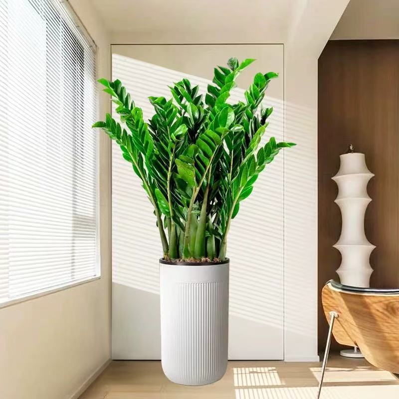Money Tree Potted Plant for Living Room, Large Flower Pot for Office, Auspicious Home Decoration, Easy-To-Care-For Large Green Plant, Housewarming Money Tree Ornament