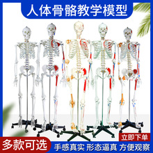 85CM人体骨骼模型 170CM骨架人体模型成人小骷髅教学模型脊椎全身