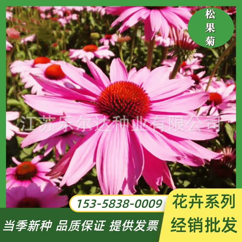 Семена цветов эхинацеи пурпурной весной и осенью посев многолетних морозостойких цветочных семян открытый двор балконные Цветы Семена в горшках