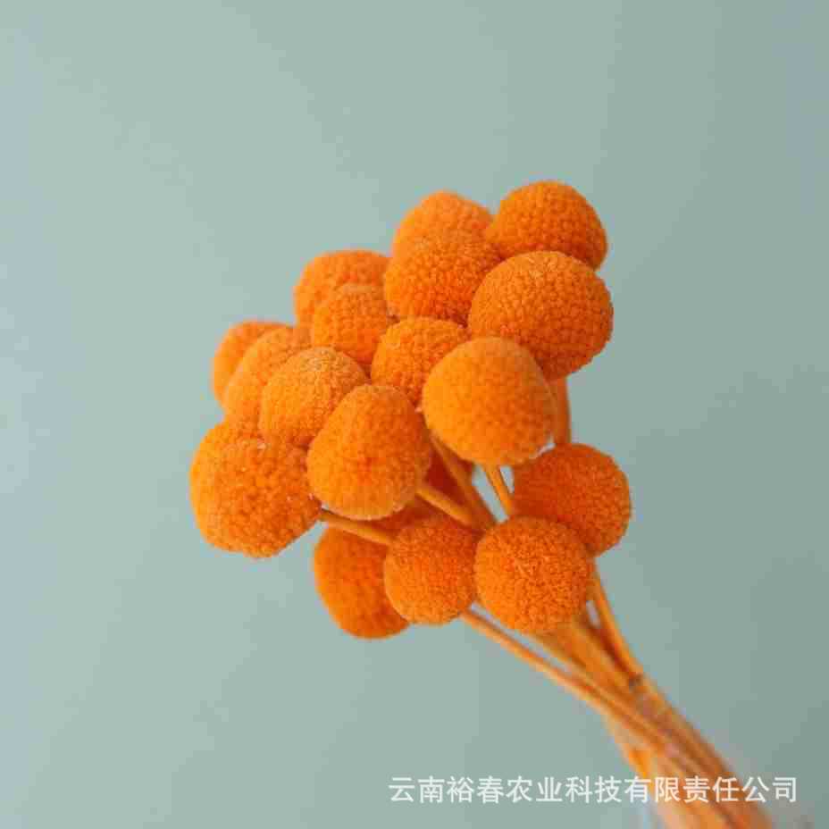 중간 오렌지 20개