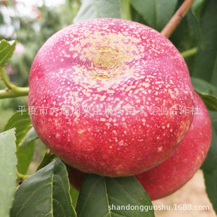 ������Ҙ���ɽ�|���ر����Ϸ��Nֲ�޽�������Ʒ�N������ľ����