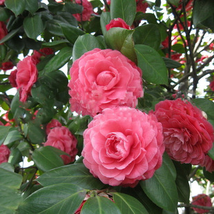 軨ͥԺ̨㻨ֲļG^pGֲǧ軨