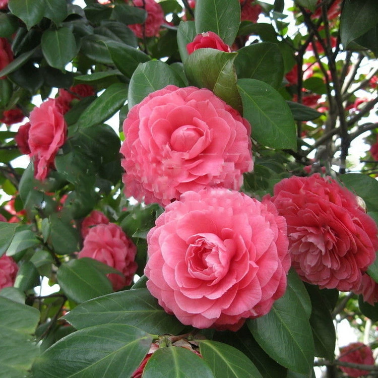 Саженцы камелии двор балкон ароматные цветы растения Четыре сезона вечнозеленые Декоративные Зеленые растения Qianli горшечные ароматные камелии