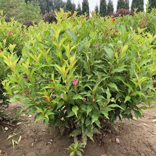 �t�����\���� �ļ��\���� �t�����\���G�h�� �\���� �G��������