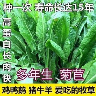 Imported Chicory Seeds, Large-Leaf Chicory Grass, Perennial Four-Season Pasture Seeds, Pig, Cattle, Sheep, Chicken, Duck, Goose, Fish Grass Seeds