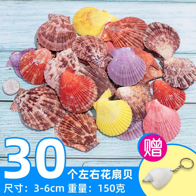 Organic aquarium with shells, aquarium decor, sample handmade