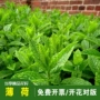 庭院食用精品盆栽种籽