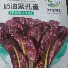 奶油紫孔雀菜种子四季速生甜脆紫红油麦孔雀菜罗马生菜孑种子大全