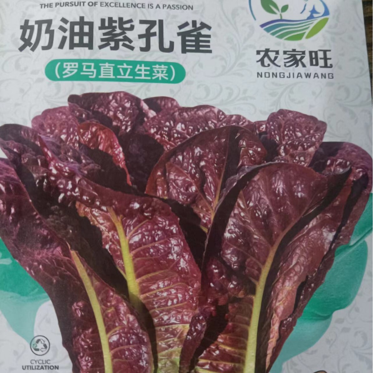 奶油紫孔雀菜种子四季速生甜脆紫红油麦孔雀菜罗马生菜孑种子大全