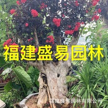 福建紫薇古桩 湖北紫薇桩景价格  安徽紫薇盆景 北京紫薇树桩